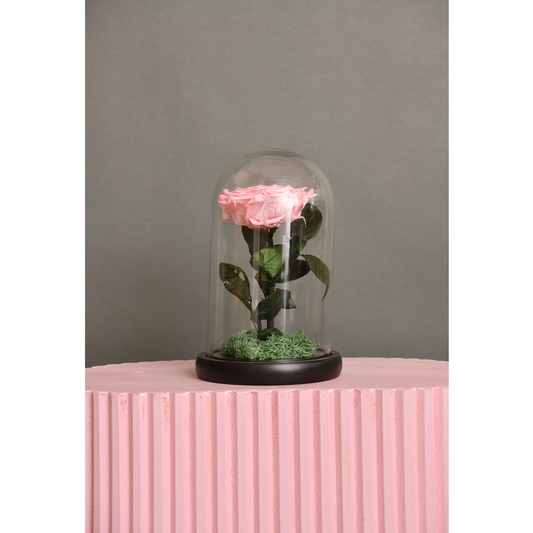 Single Preserved Perennial Pink Rose Flower in Glass Dome