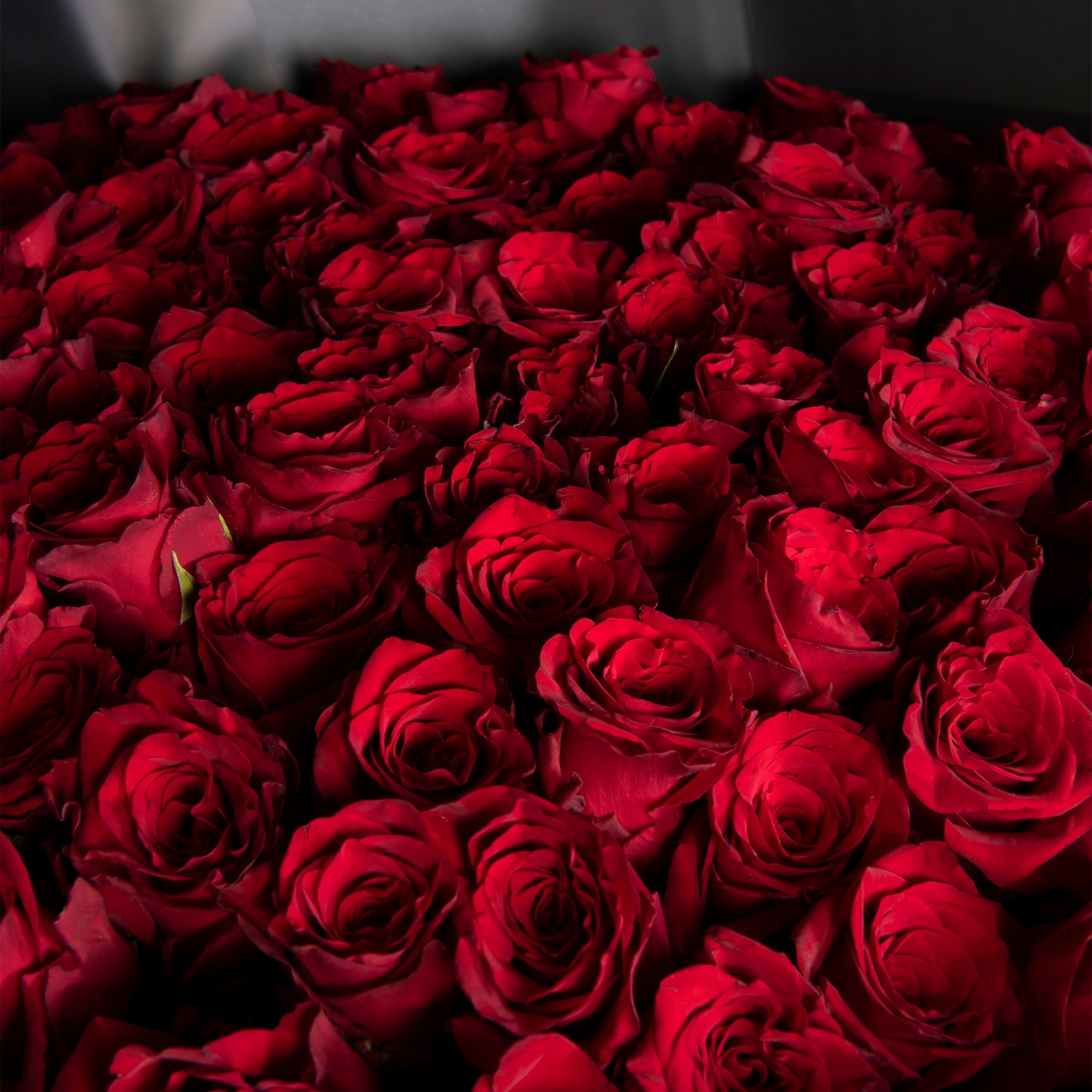 Bouquet of one hundred red roses